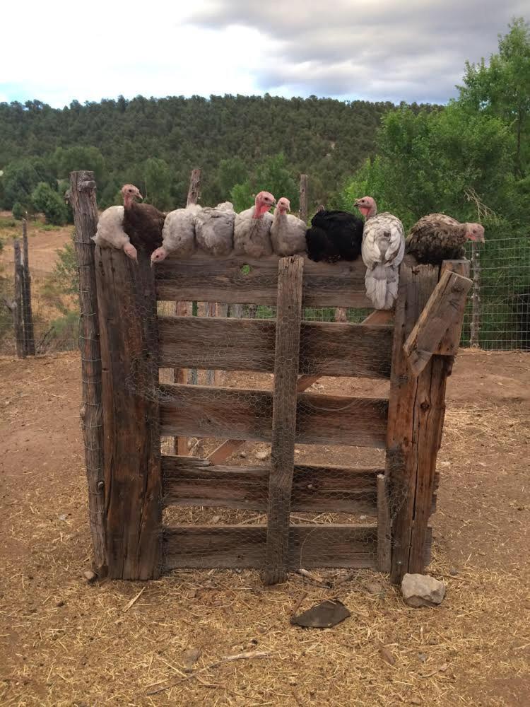 Taos Goji Farm & Eco-Lodge Retreat Arroyo Seco المظهر الخارجي الصورة